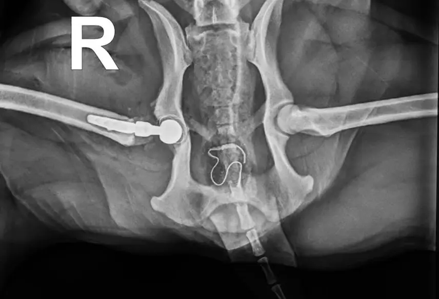 Rehabutbildning för veterinärer och leg. djursjuksköterska
